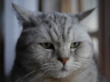 Close-up portrait of a cat