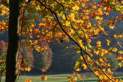 Autumn leaves on tree trunk