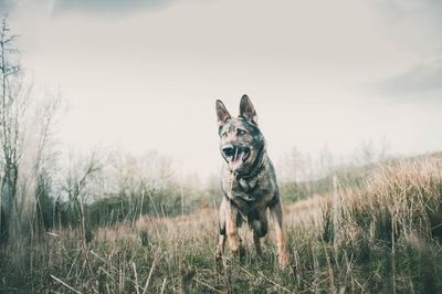 Dog looking away on field