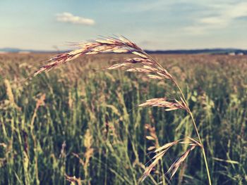 Close-up of plants growing on field