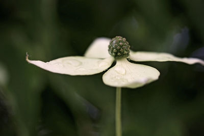 Close-up of white flowering plant