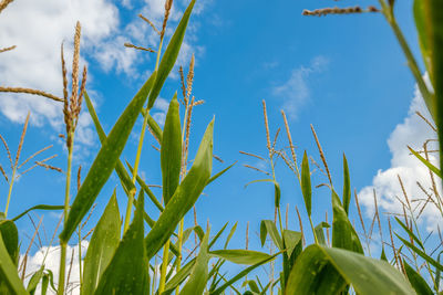 Low angle view of plants growing on field against blue sky