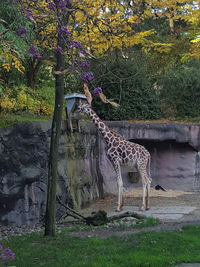 Giraffe standing in park