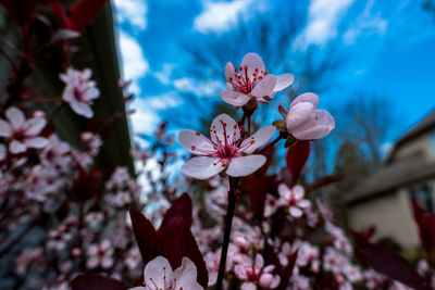 Close-up of pink flowers blooming on tree against sky