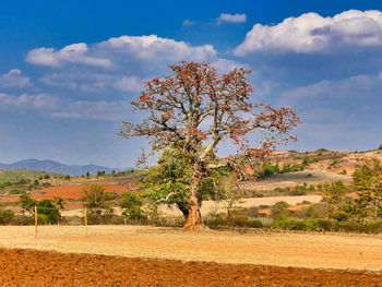 Tree on field against sky