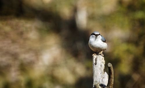 Close-up of bird perching outdoors