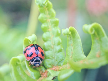 Close-up of ladybug on leaf