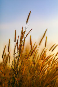 Close-up of stalks in field against clear sky