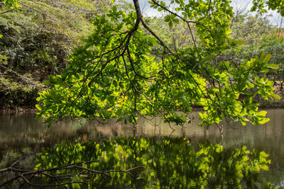 Plants by lake