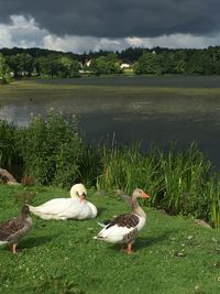 Ducks on lakeshore