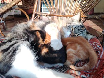 Cat sleeping