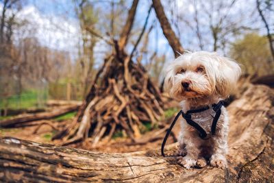 Close-up of dog sitting outdoors