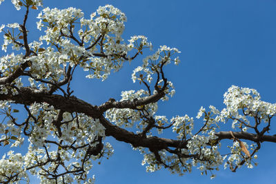 Low angle view of cherry blossom tree against blue sky