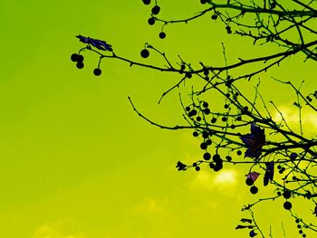 Low angle view of silhouette bird perching on tree against sky