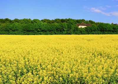 Scenic view of oilseed rape field against sky