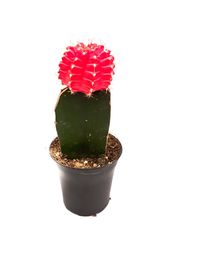 Close-up of succulent plant against white background