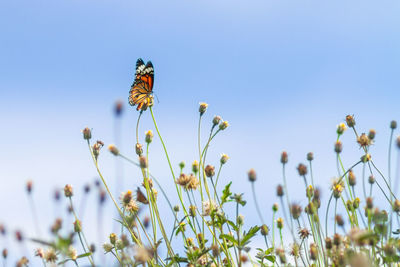 Close-up of butterfly pollinating on flower