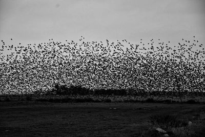 Flock of birds flying over field