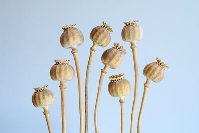 Close-up of opium poppy buds against blue background