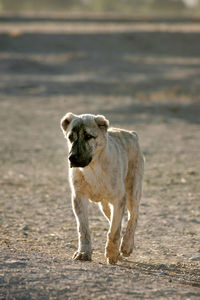 Sheep on road