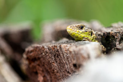 Close-up of frog on leaf