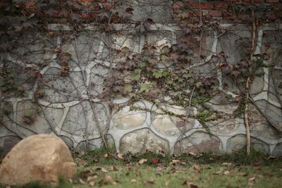 Ivy growing on wall in yard