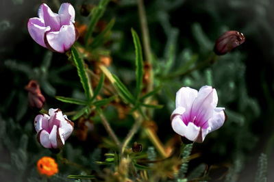 Close-up of pink flowers