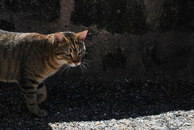 Close-up of cat