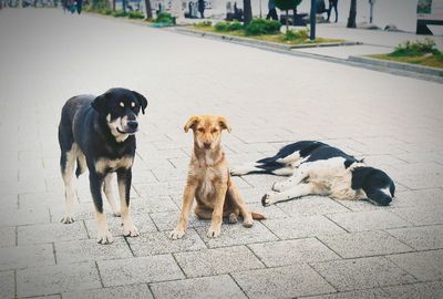 Dogs on wall