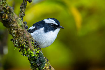 Close-up of bird perching on branch