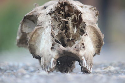 Close-up of animal skull