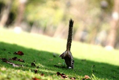 Close-up of grass on field