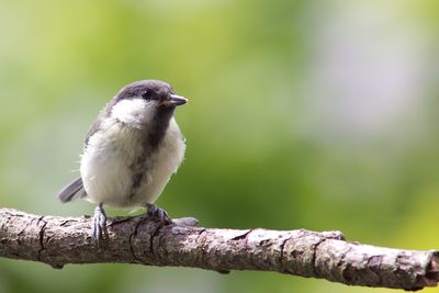 Close-up of bird perching on branch