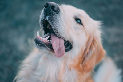 Close-up of dog looking away