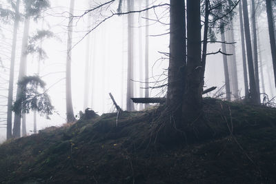 Trees in forest against sky