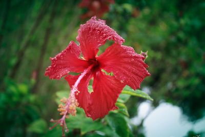 Close-up of wet red hibiscus blooming outdoors