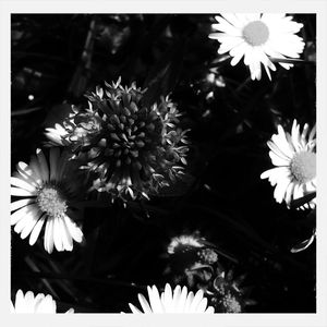 Close-up of white daisy flowers