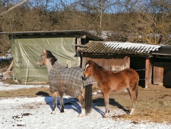 Horses on fence