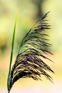 Close-up of stalks against sky at sunset