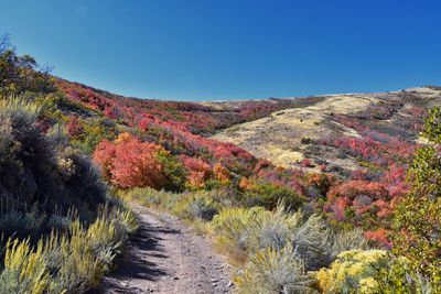 Hiking trails oquirrh wasatch rocky mountains utah forest views yellow fork rose canyon salt lake.
