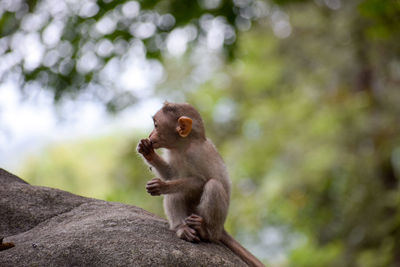 Close-up of monkey