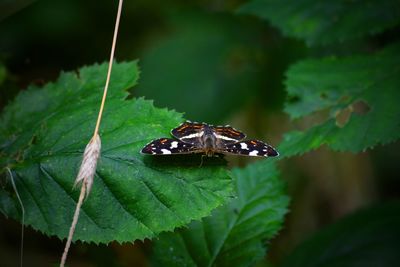 Close-up of insect on plant