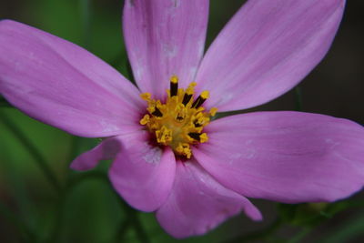 Close-up of yellow flower blooming outdoors