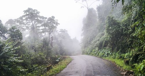 Panoramic shot of trees on landscape