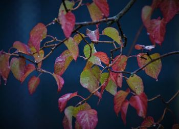 Close-up of autumnal leaves against blurred background