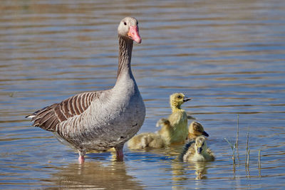 Duck swimming in lake