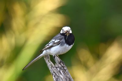 Close-up of wagtail perching on branch with his prey