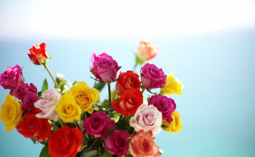 Close-up of pink roses