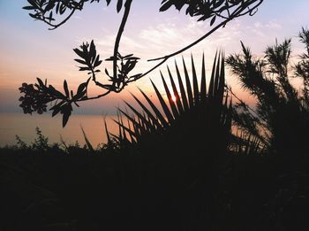 Silhouette trees against sky at sunset