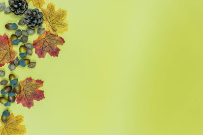 Close-up of yellow flower against white background